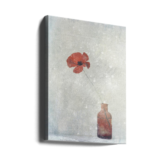 Winter Poppy-0