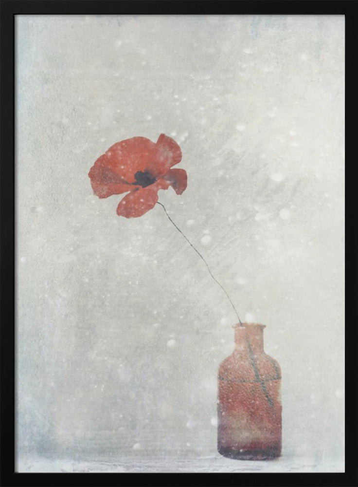 Winter Poppy-2