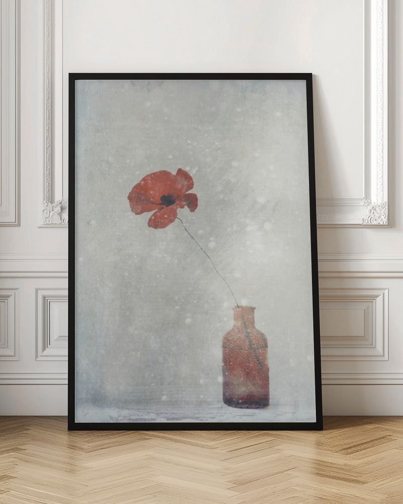 Winter Poppy-3