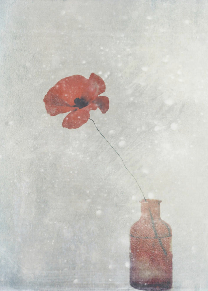 Winter Poppy-1